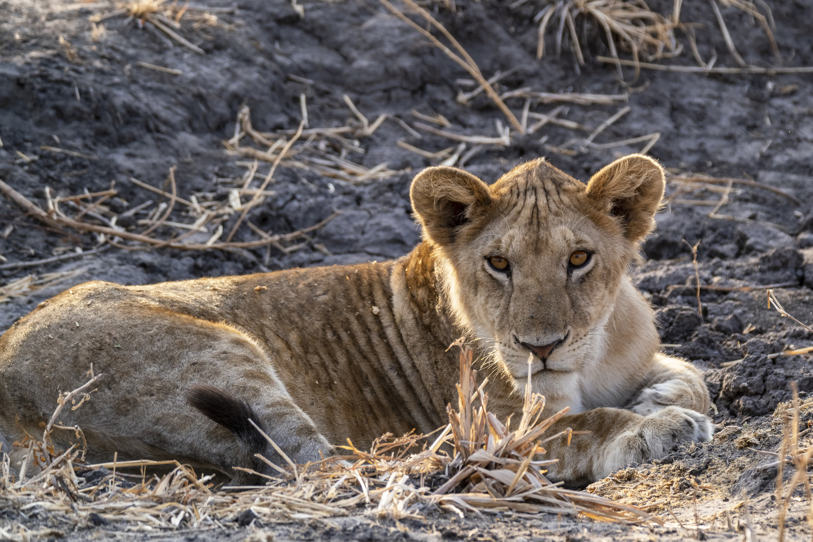 0005-tanzanie-2022.jpg