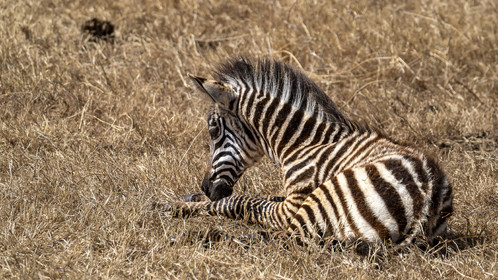 0065-tanzanie-2022.jpg