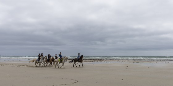 002-chevaux-a-tronoen.jpg