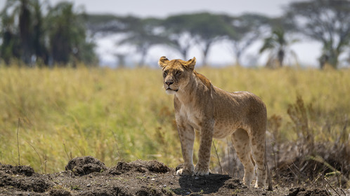 0121-tanzanie-2022.jpg