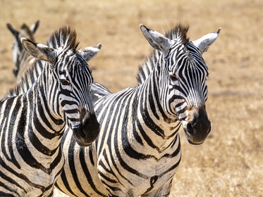 0068-tanzanie-2022.jpg