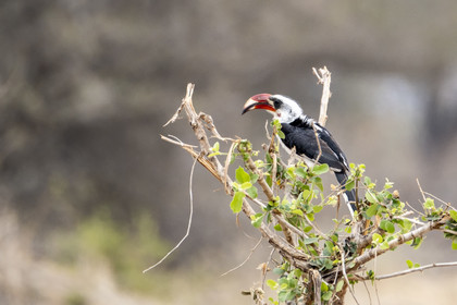 0045-tanzanie-2022.jpg