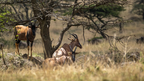0178-tanzanie-2022.jpg