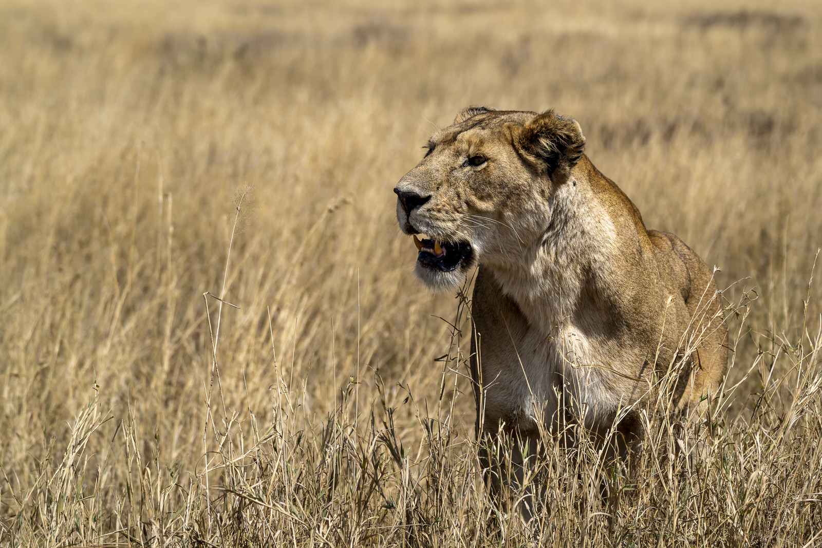 0127-tanzanie-2022.jpg