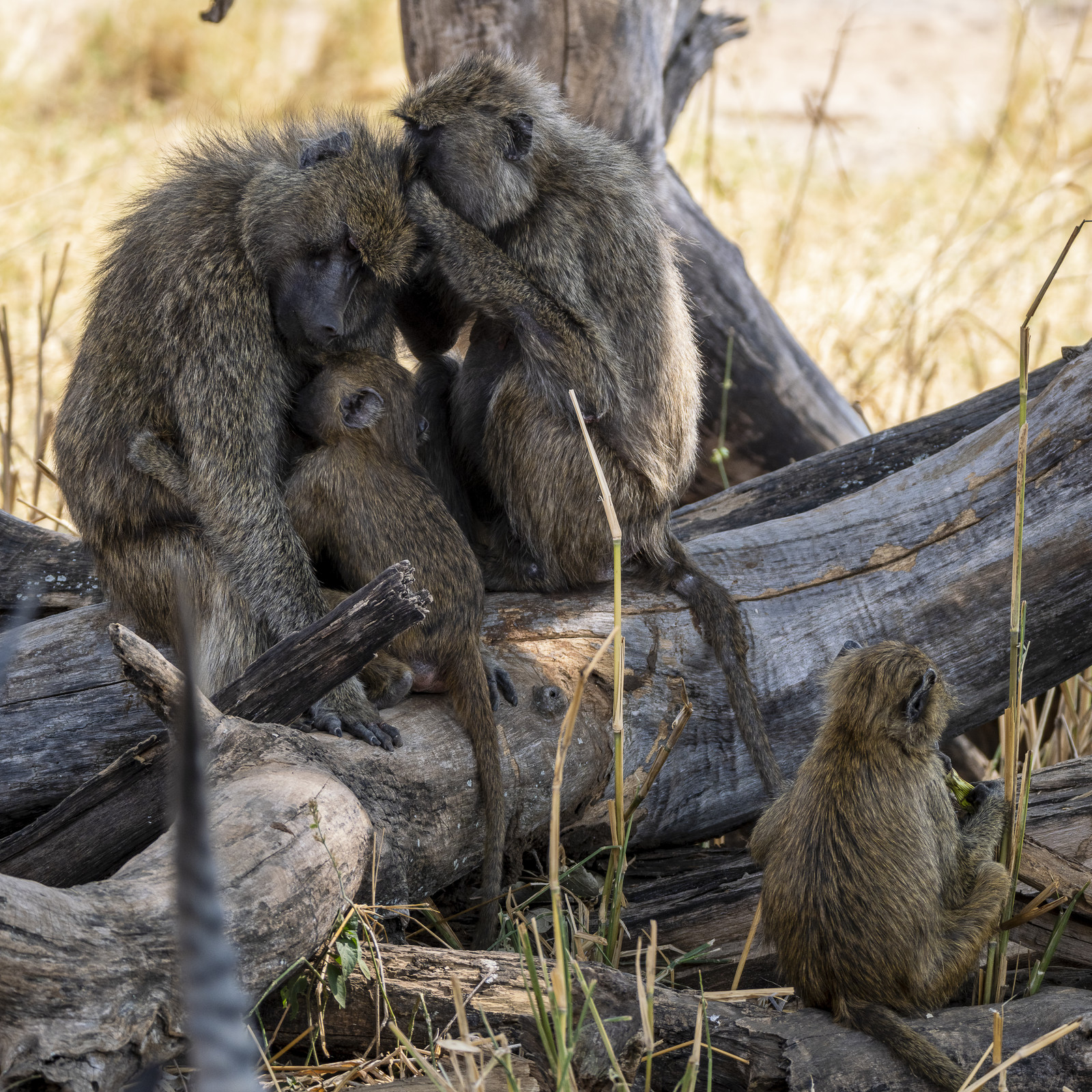 0021-tanzanie-2022.jpg