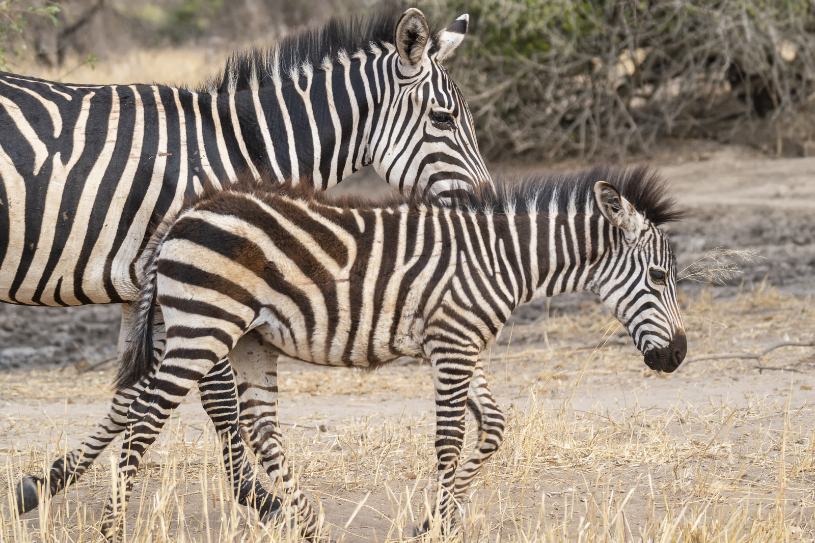 0008-tanzanie-2022.jpg