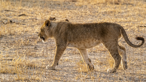 0007-tanzanie-2022.jpg