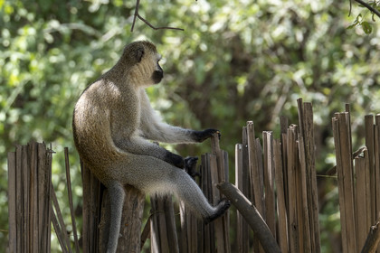 0220-tanzanie-2022.jpg