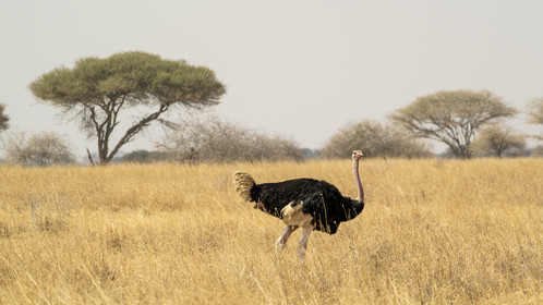 0017-tanzanie-2022.jpg