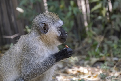 0221-tanzanie-2022.jpg