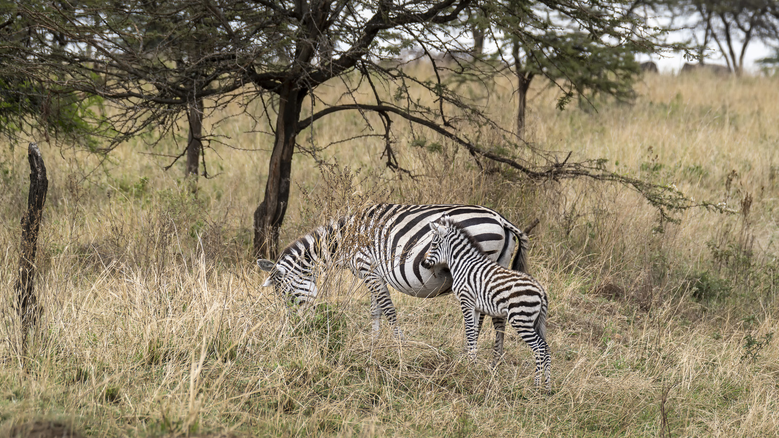 0179-tanzanie-2022.jpg