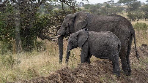 0181-tanzanie-2022.jpg