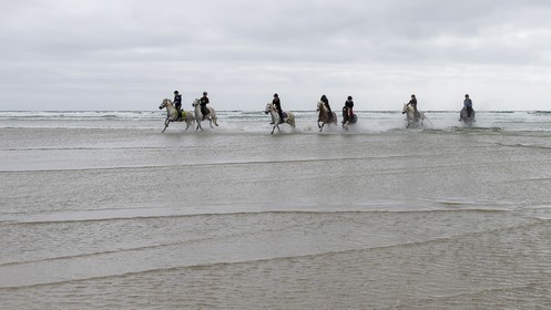 016-chevaux-a-tronoen.jpg