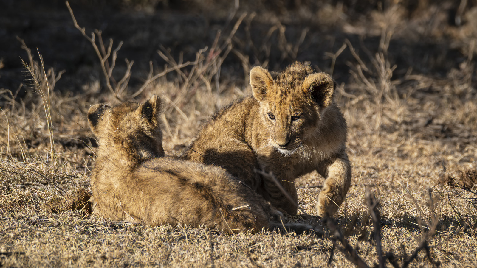 0050-tanzanie-2022.jpg