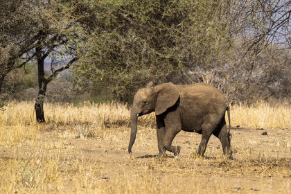 0011-tanzanie-2022.jpg