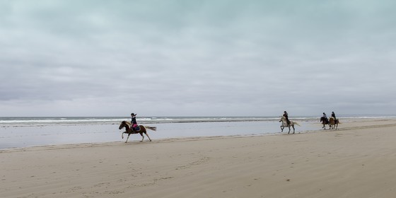 004-chevaux-a-tronoen.jpg