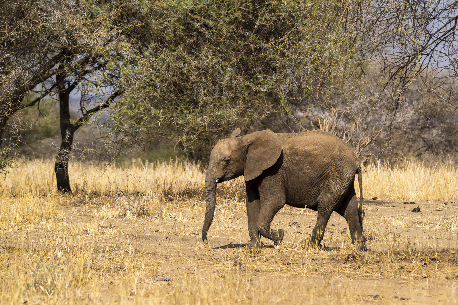 0011-tanzanie-2022.jpg