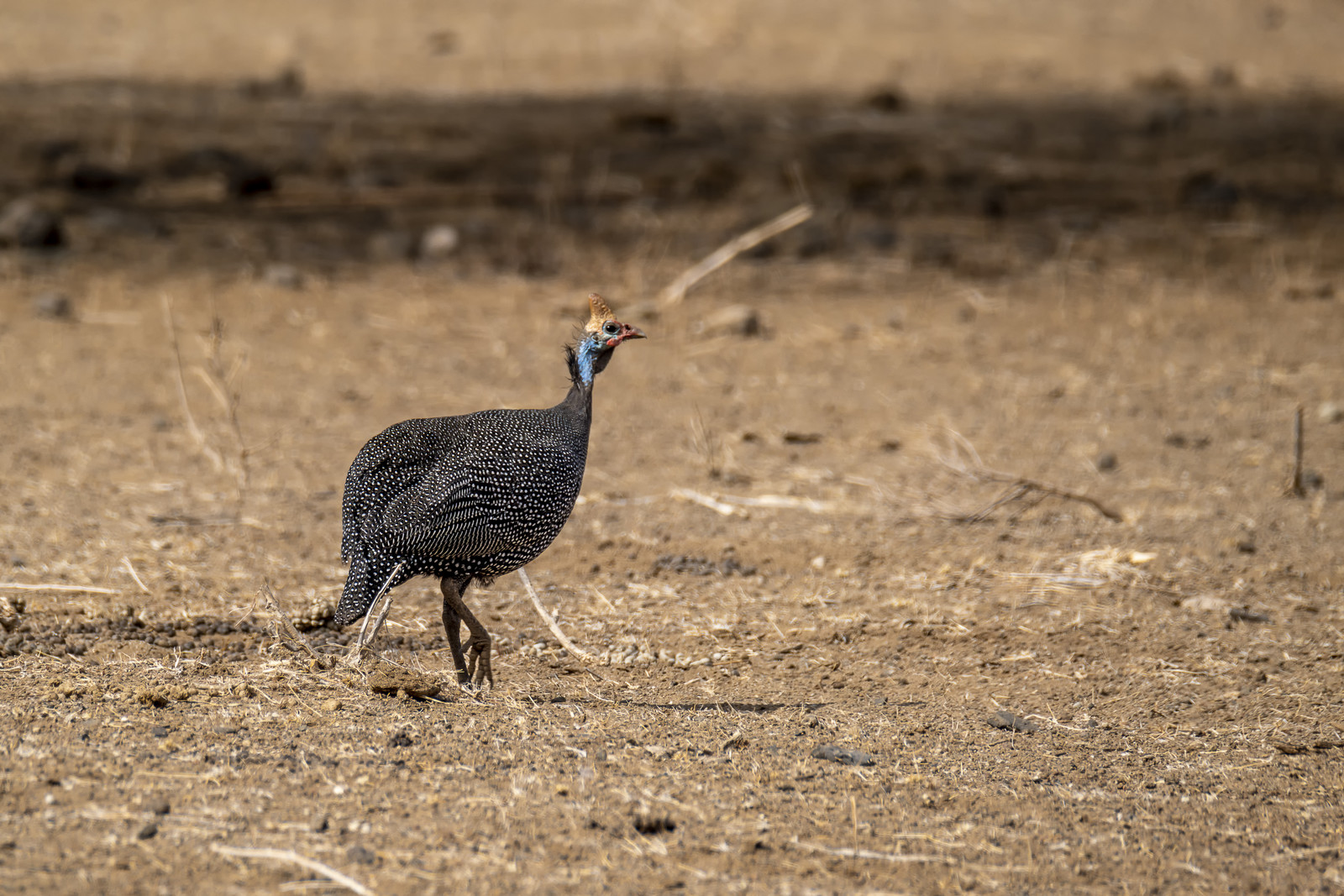 0261-tanzanie-2022.jpg