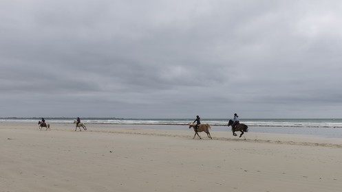 007-chevaux-a-tronoen.jpg