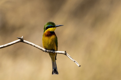 0132-tanzanie-2022.jpg