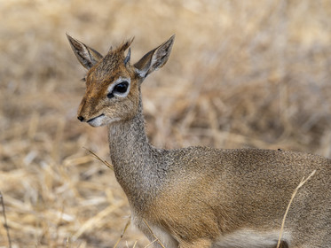0016-tanzanie-2022.jpg