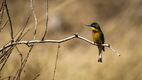 0133-tanzanie-2022.jpg
