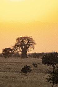 Reportage réalisé par Pierre Le Gall et Solenn Madec, lors de leur voyage en Tanzanie