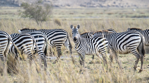 0256-tanzanie-2022.jpg