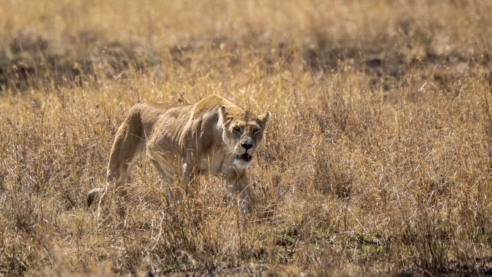 0130-tanzanie-2022.jpg