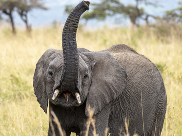 0182-tanzanie-2022.jpg