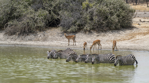 0035-tanzanie-2022.jpg