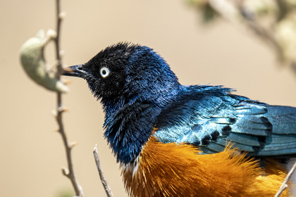 0116-tanzanie-2022.jpg