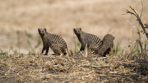0028-tanzanie-2022.jpg