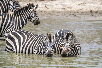 0041-tanzanie-2022.jpg