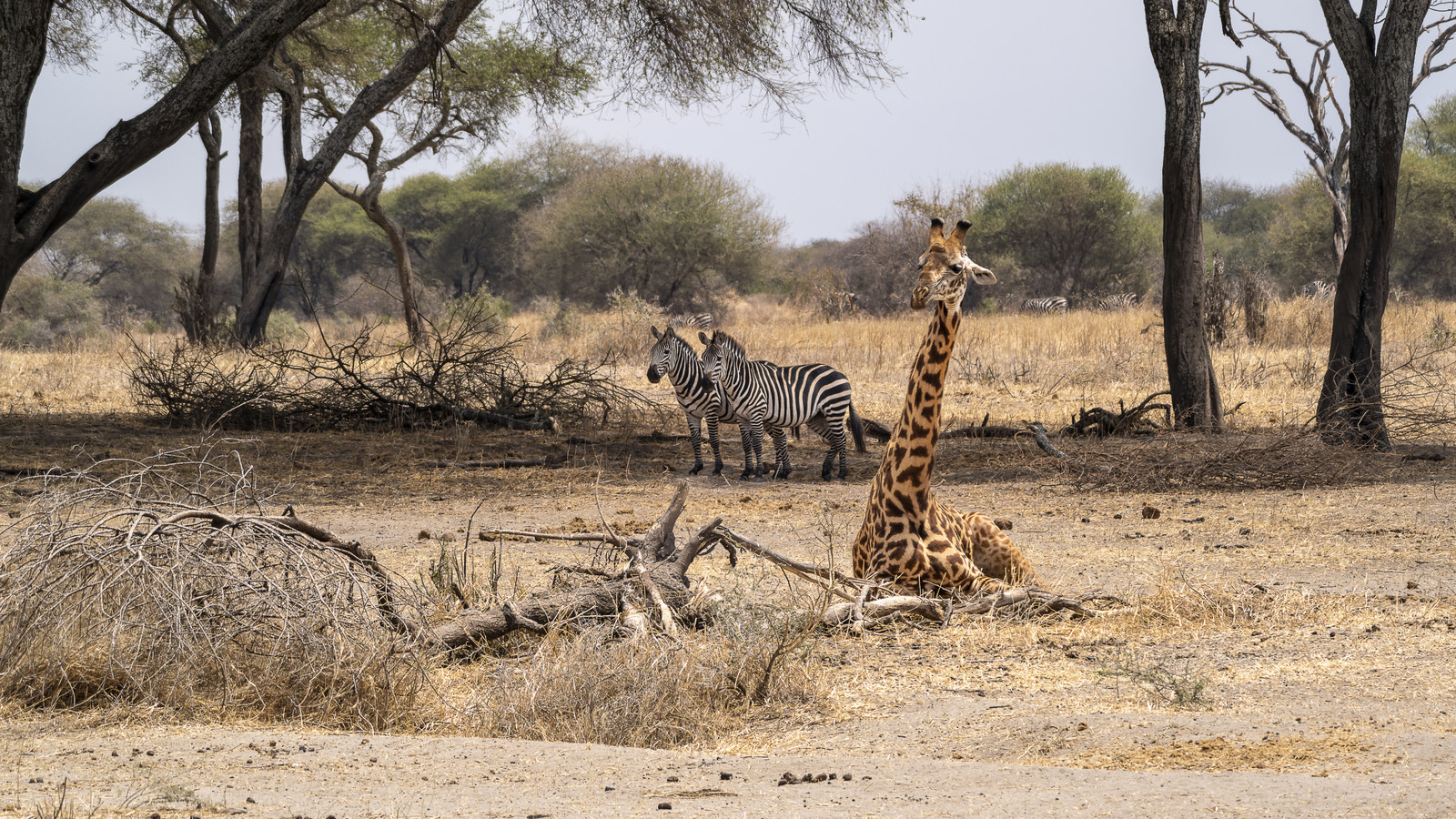 0037-tanzanie-2022.jpg