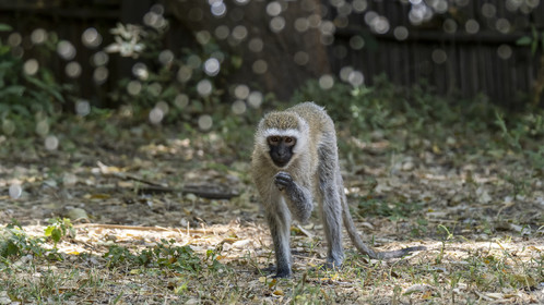 0219-tanzanie-2022.jpg