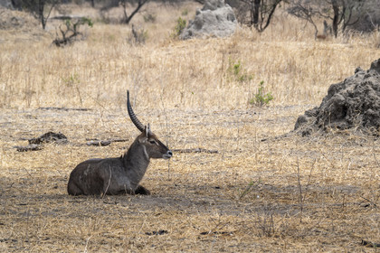 0033-tanzanie-2022.jpg