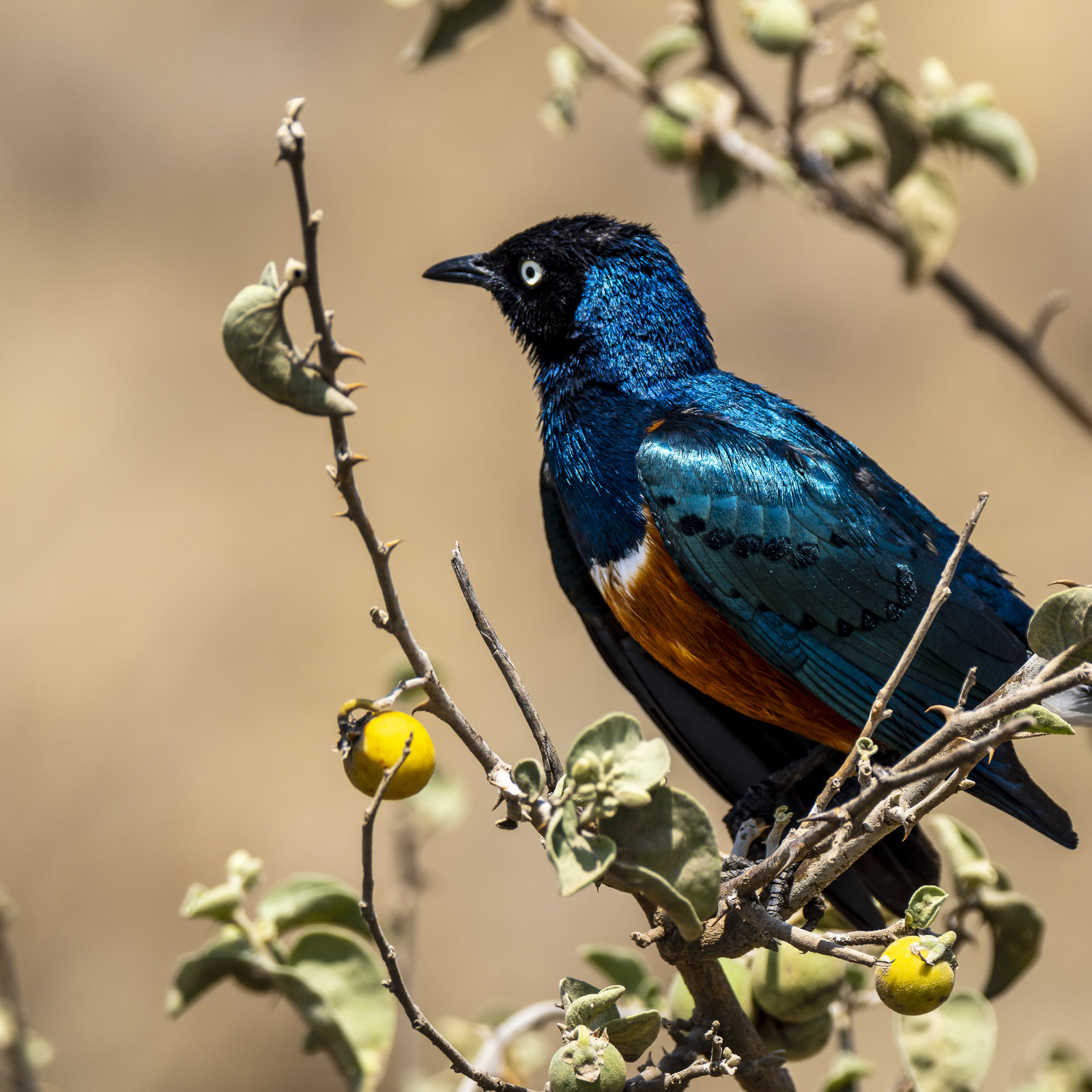 0117-tanzanie-2022.jpg