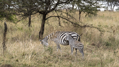 0179-tanzanie-2022.jpg