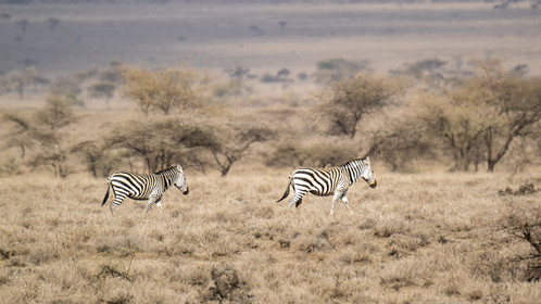 0260-tanzanie-2022.jpg