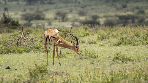 0199-tanzanie-2022.jpg