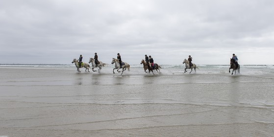 019-chevaux-a-tronoen.jpg