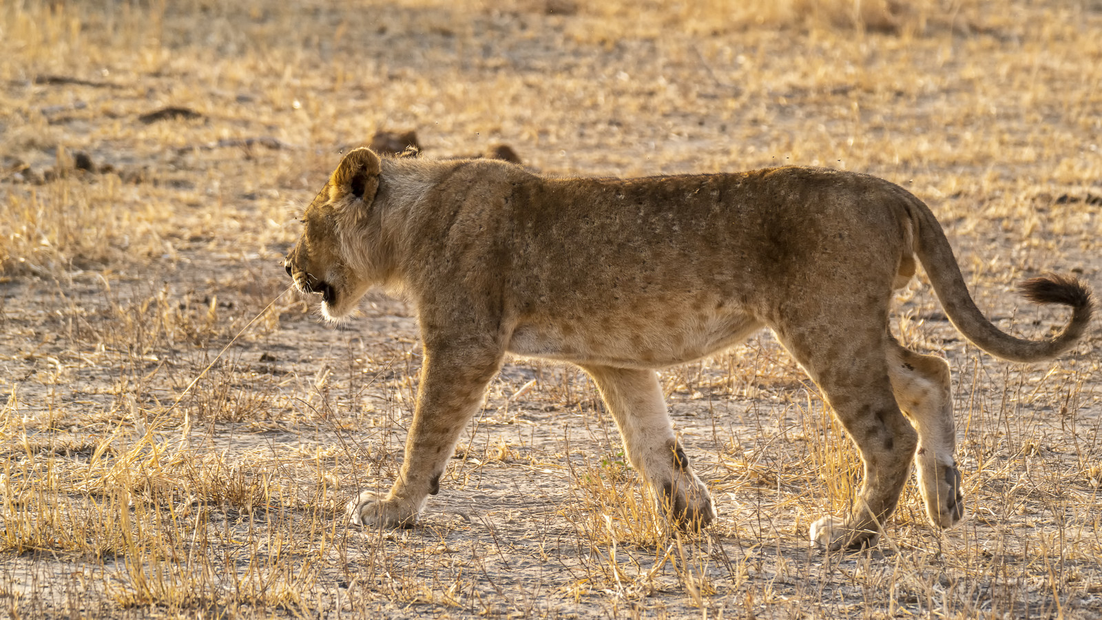 0007-tanzanie-2022.jpg