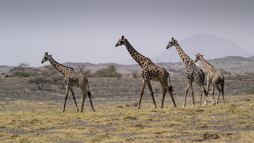 0223-tanzanie-2022.jpg